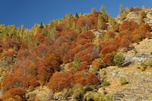 Lago Alzasca 020