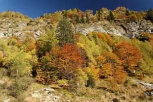 Lago Alzasca 021