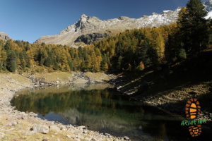 Laghi Viola 021