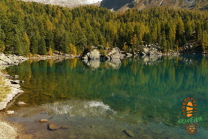 Laghi Viola 022