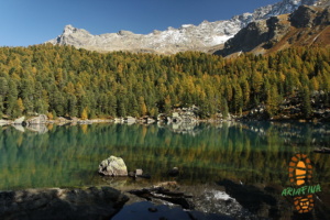 Laghi Viola 023