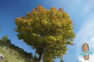 Stanserhorn 020