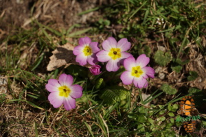Pinaturino 021
