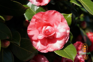 Pinaturino 023